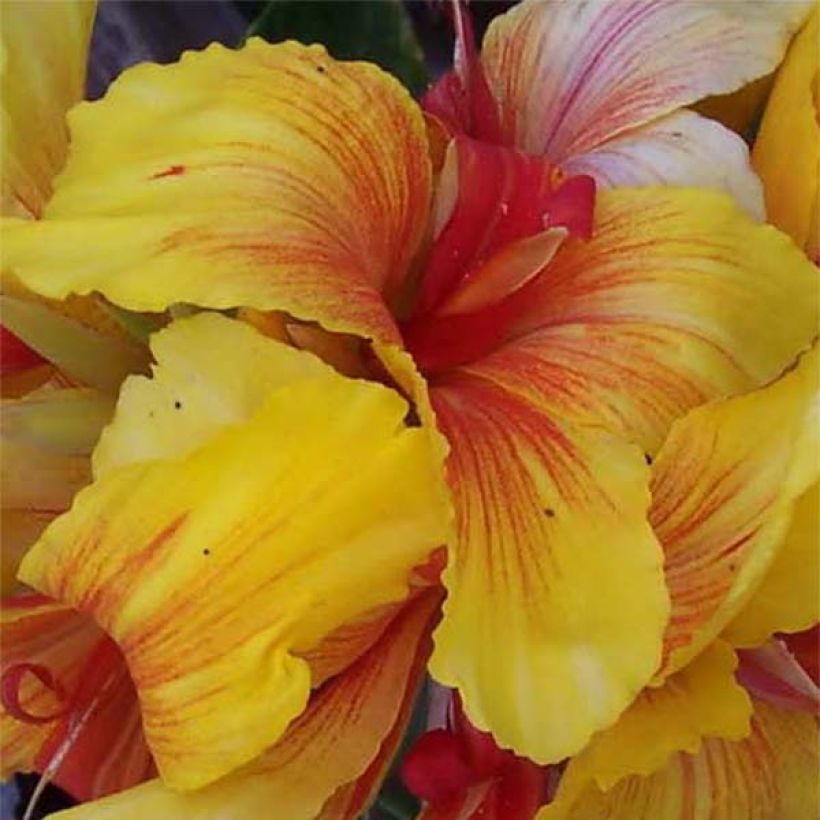 Canna Talisman - Balisier jaune et orangé (Floraison)