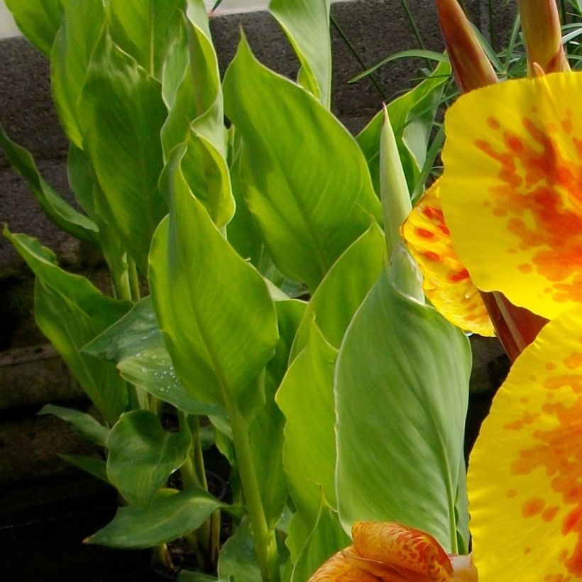 Canna Taroudant - Balisier nain, à fleurs orange vif, largement bordé de jaune. (Feuillage)