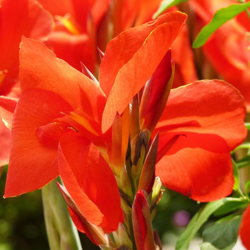 Canna Tarouking - Balisier (Floraison)