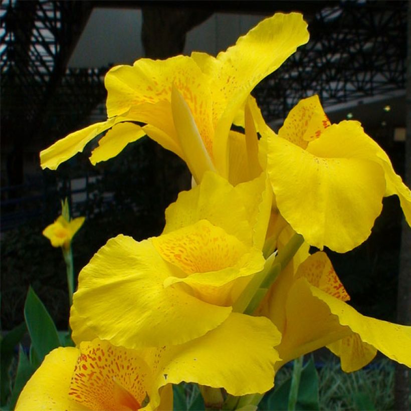 Canna Yellow Humbert - Balisier jaune  picté d'orange (Floraison)