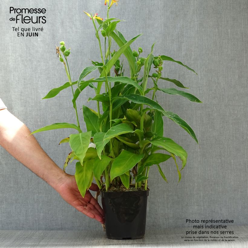 Spécimen de Canna edulis - Canna comestible, Balisier rouge Pot de 2L/3L tel que livré en été