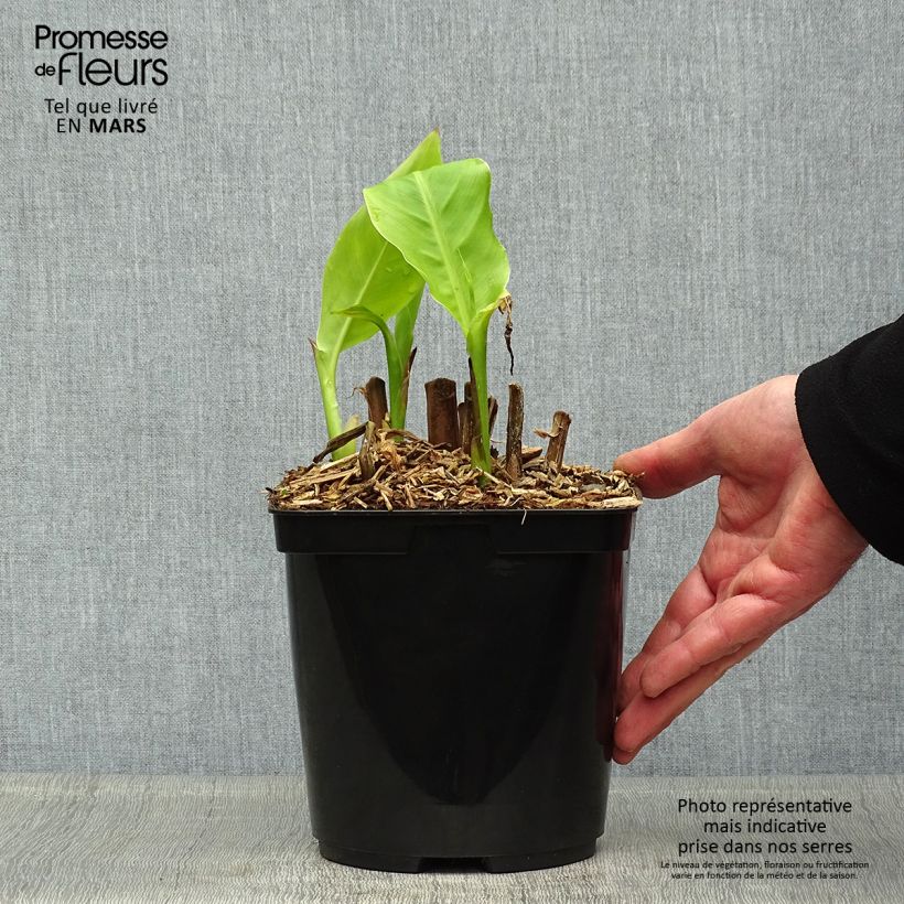 Spécimen de Canna edulis - Canna comestible, Balisier rouge en pot de 3L tel que livré au printemps