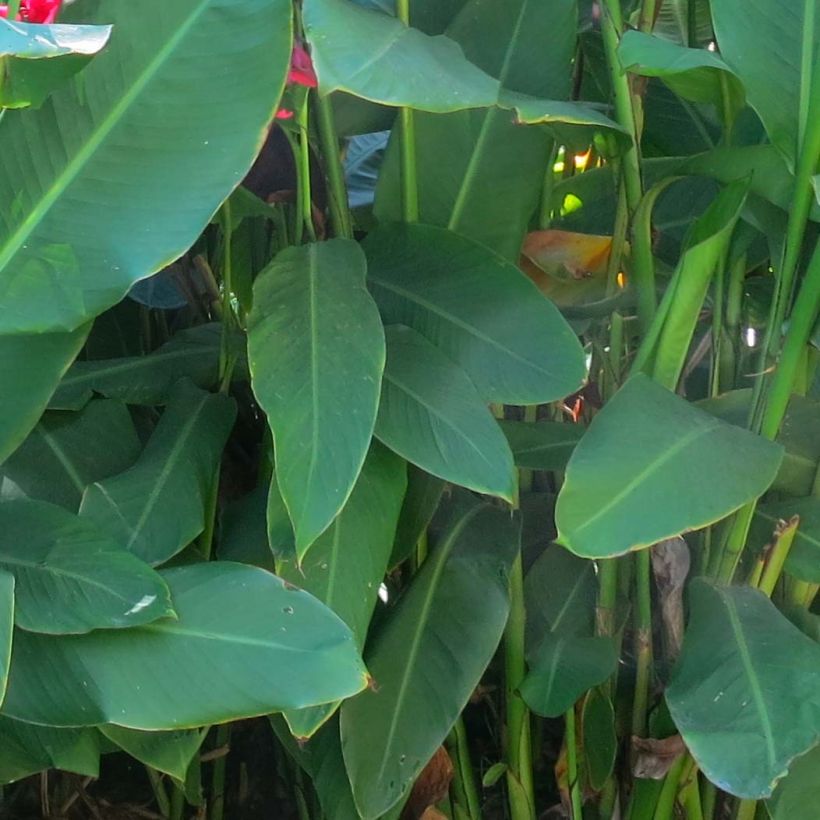 Canna iridiflora (Feuillage)