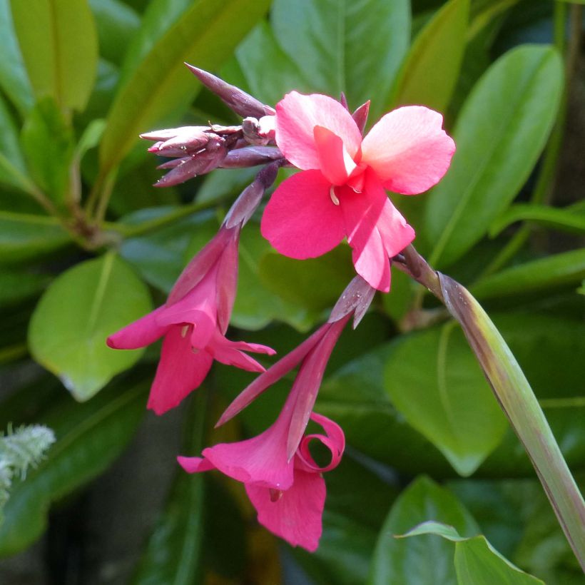 Canna iridiflora (Floraison)