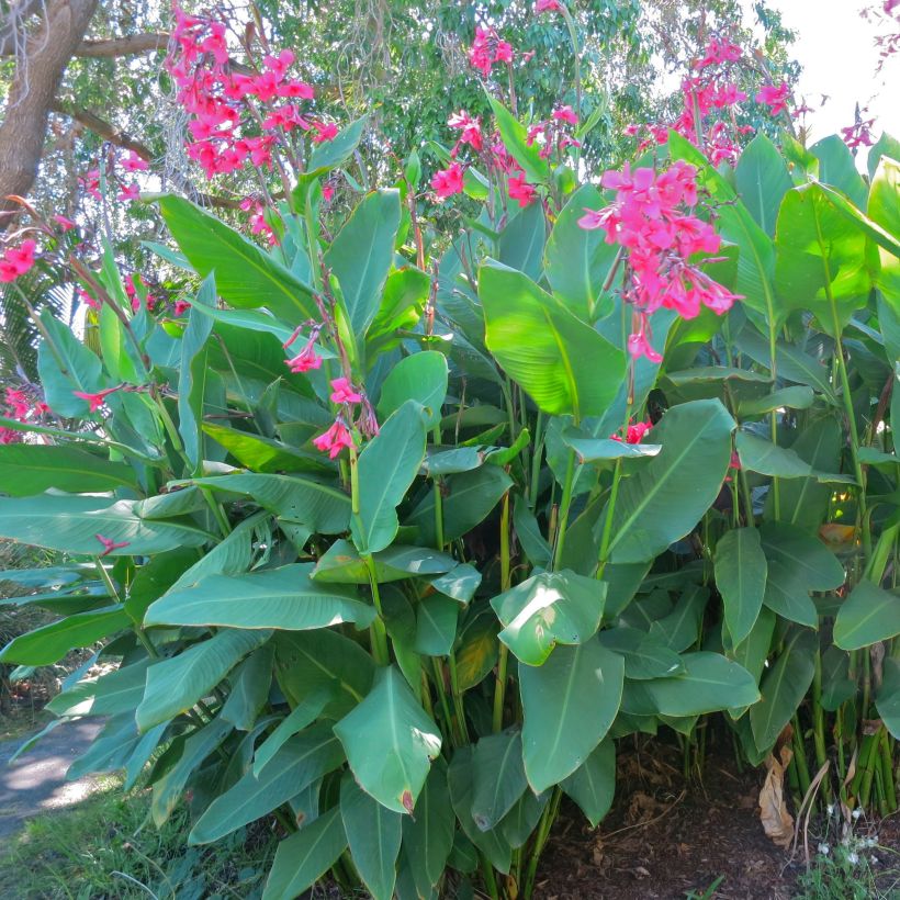 Canna iridiflora (Port)