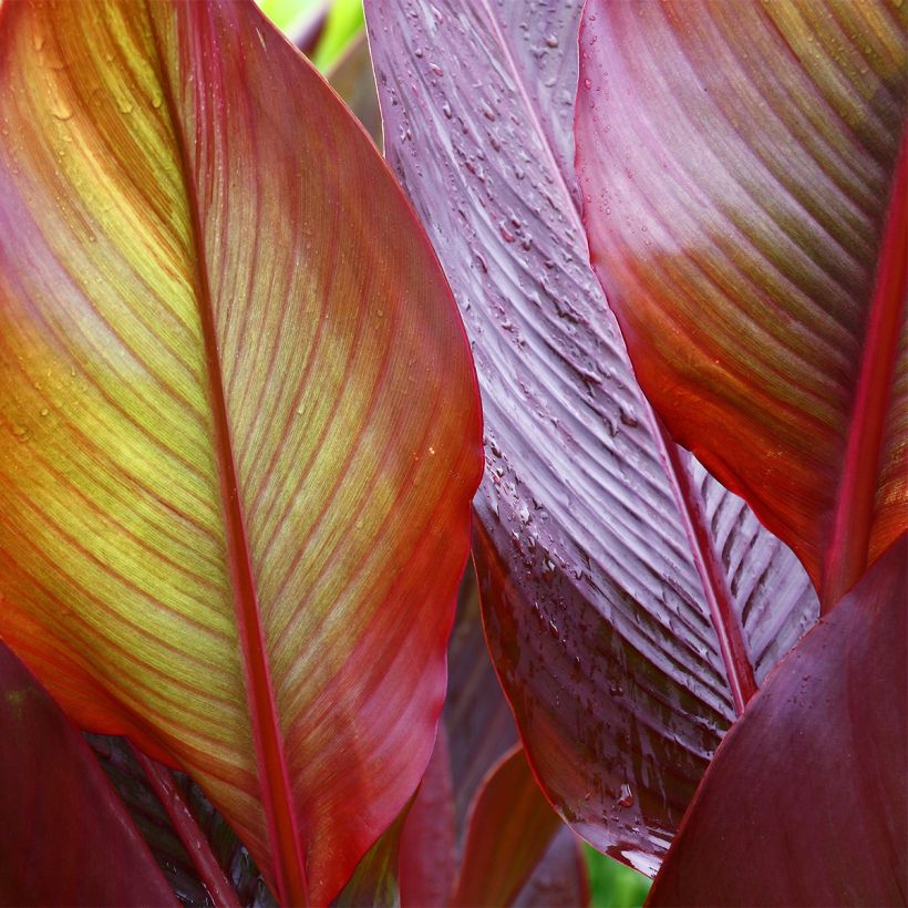 Canna Red Wine - Balisier (Feuillage)