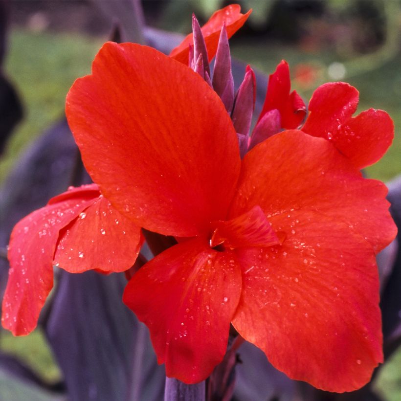 Canna Red Wine - Balisier (Floraison)