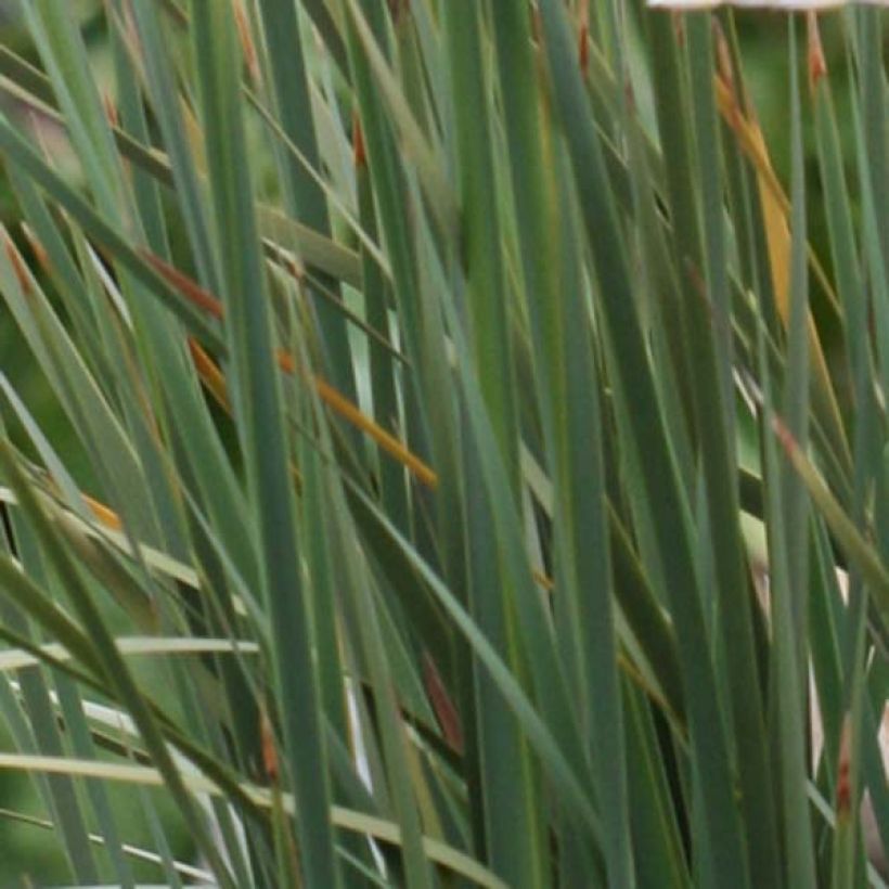 Canne à pêche des Anges - Dierama pulcherrimum (Feuillage)