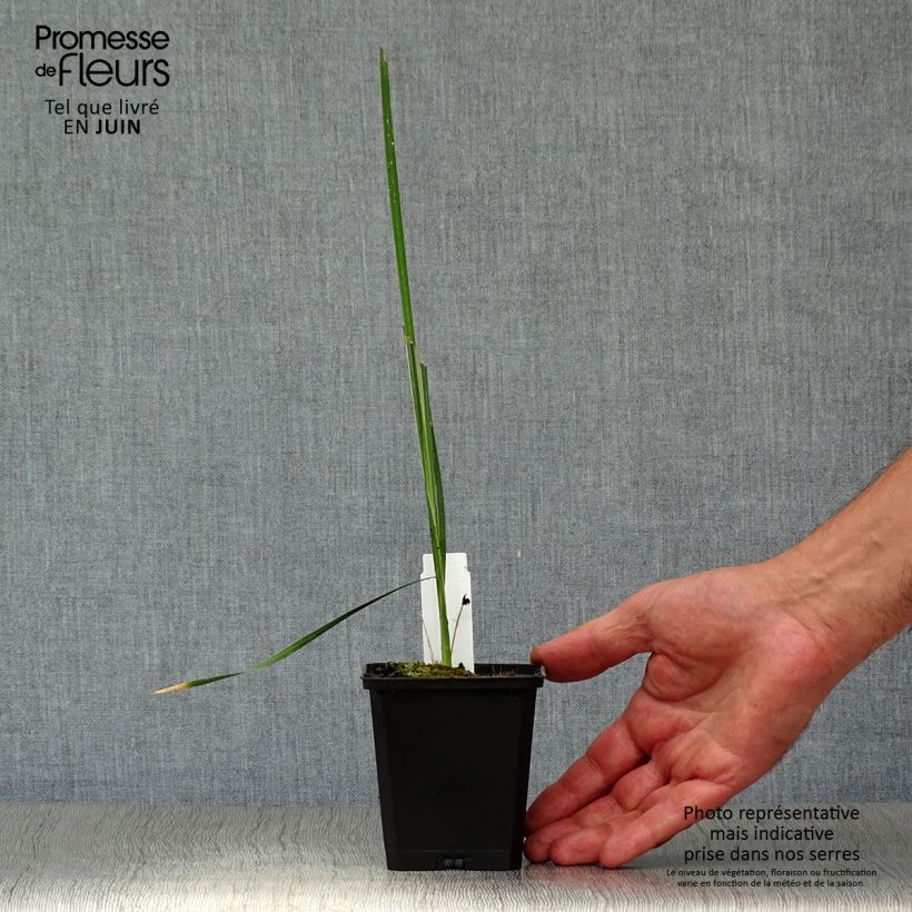 Spécimen de Canne à pêche des Anges - Dierama pulcherrimum Godet de 8/9 cm tel que livré en été