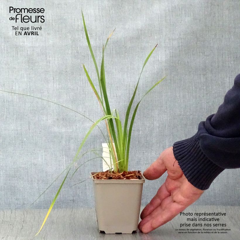 Spécimen de Canne à pêche des Anges - Dierama pulcherrimum en godet de 9 cm tel que livré au printemps