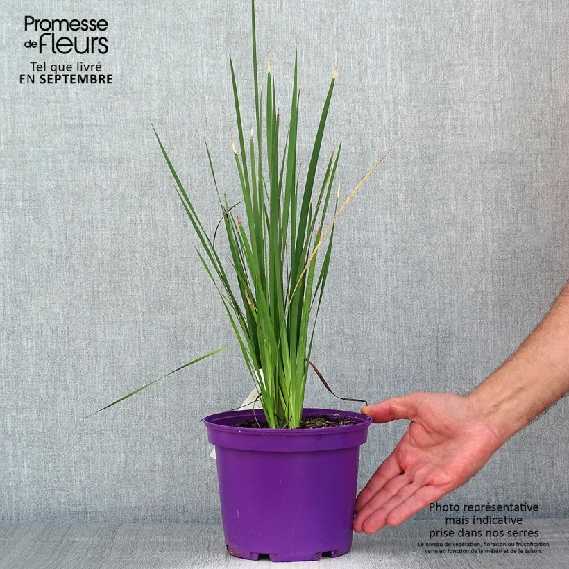 Spécimen de Canne à pêche des anges - Dierama Blackberry Bells Pot de 2L/3L tel que livré en été