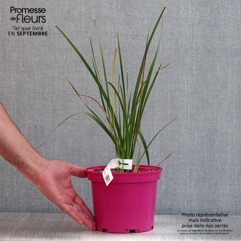 Spécimen de Canne à pêche des anges - Dierama Pink Rocket Pot de 2L/3L tel que livré en été