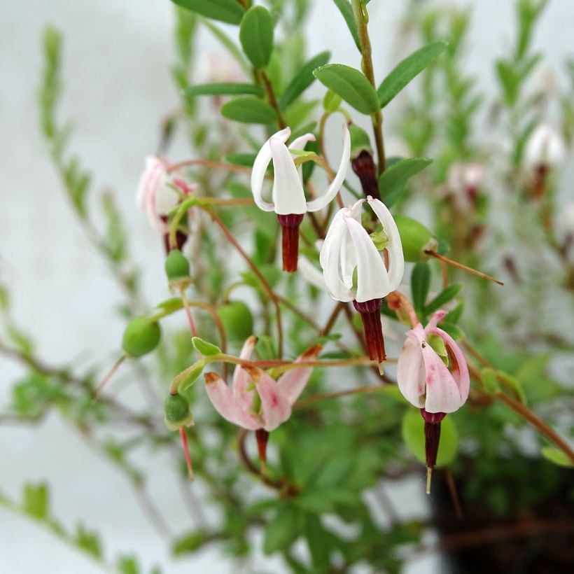 Canneberge - Cranberry- Vaccinium macrocarpon Pilgrim (Floraison)