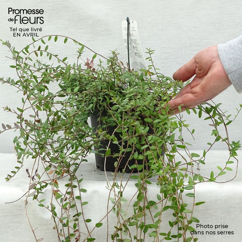 Spécimen de Canneberge - Cranberry- Vaccinium macrocarpon Pilgrim en pot de 1.5L/2L tel que livré au printemps