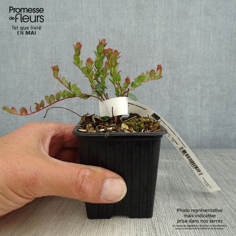 Spécimen de Canneberge - Cranberry- Vaccinium macrocarpon Pilgrim en godet de 8/9cm tel que livré au printemps