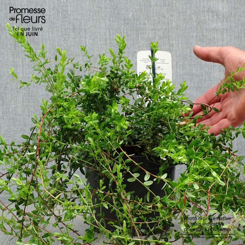 Spécimen de Canneberge - Cranberry- Vaccinium macrocarpon Pilgrim Pot de 1,5L/2L, Buisson tel que livré en été