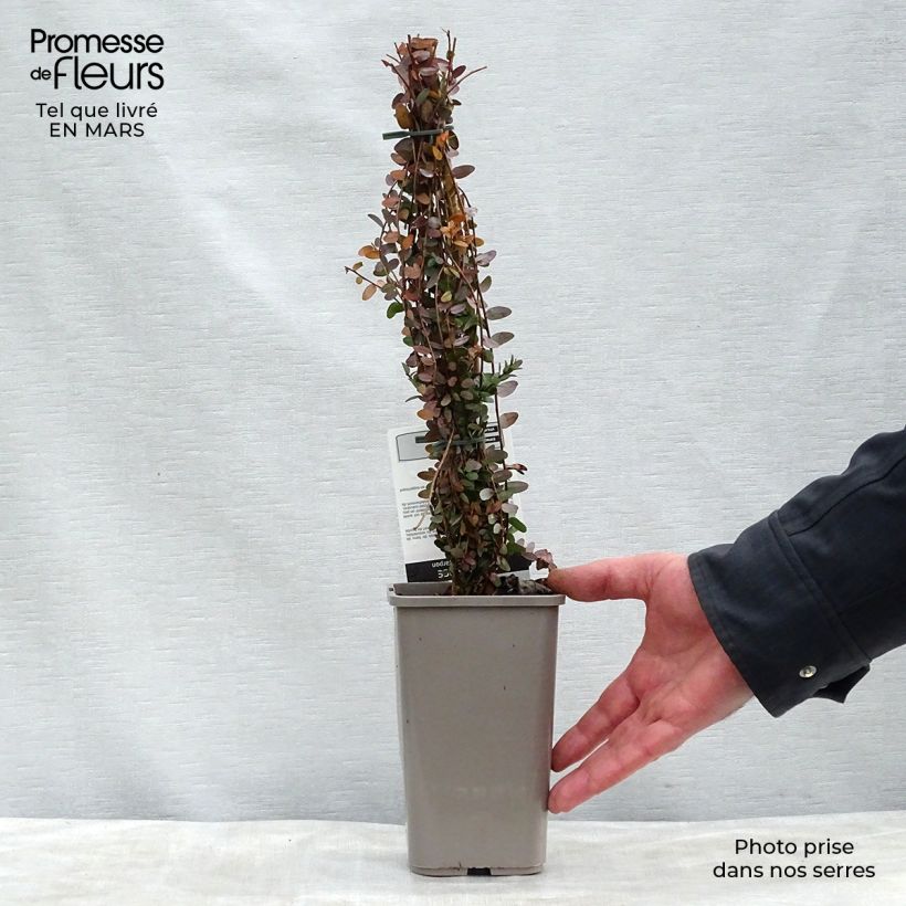 Spécimen de Canneberge - Cranberry - Vaccinium macrocarpon Pot de 1.5L/2L tel que livré au printemps