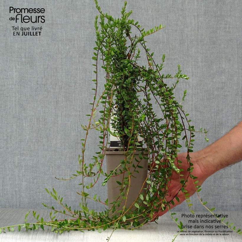 Spécimen de Canneberge - Cranberry - Vaccinium macrocarpon Pot de 1,5L/2L, Buisson tel que livré en été