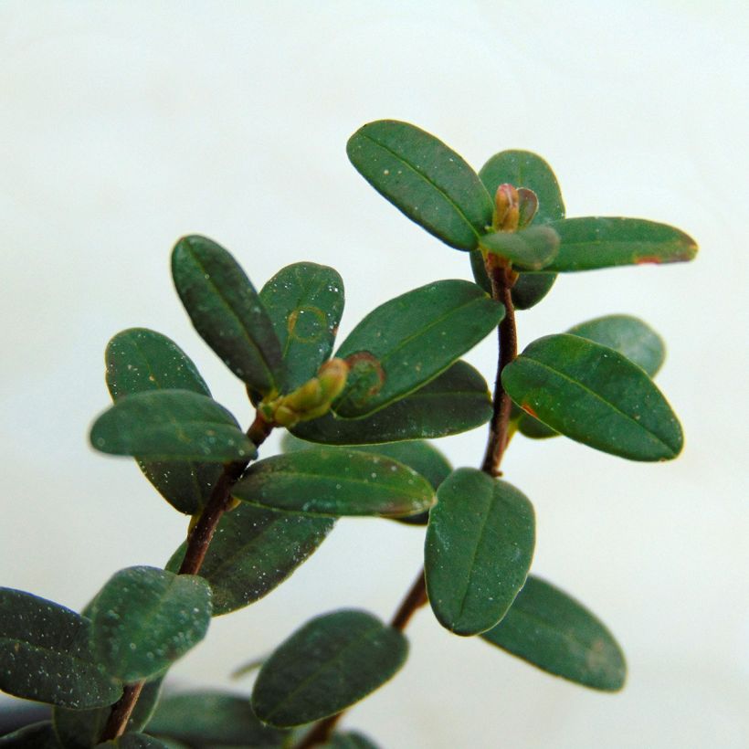 Canneberge Early Black - Vaccinium macrocarpon - Cranberry (Feuillage)