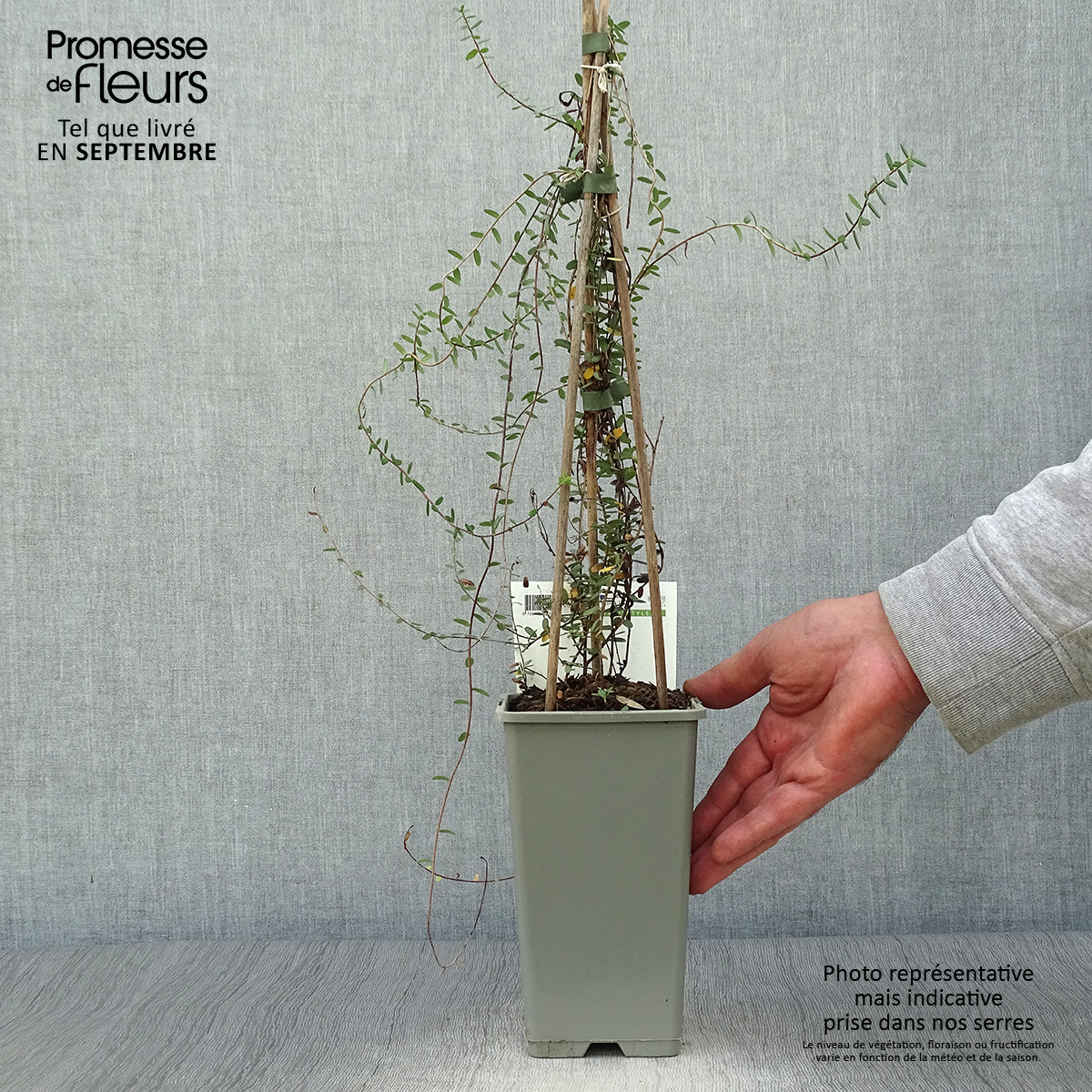 Plant In A Box - Vaccinium Canneberge - Set De 3 Plants - Fruits Comestibles - Pot 9cm - Hauteur 10-20cm