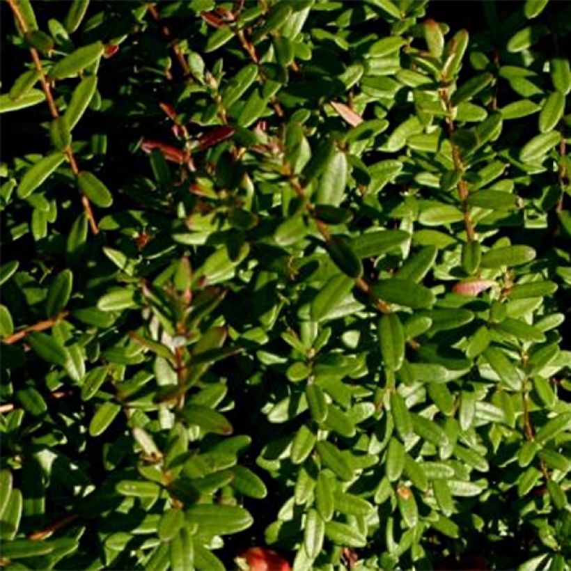 Canneberge - Cranberry- Vaccinium macrocarpon Pilgrim (Feuillage)