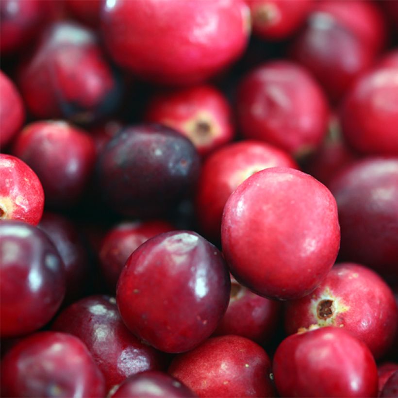 Canneberge - Cranberry- Vaccinium macrocarpon Pilgrim (Récolte)