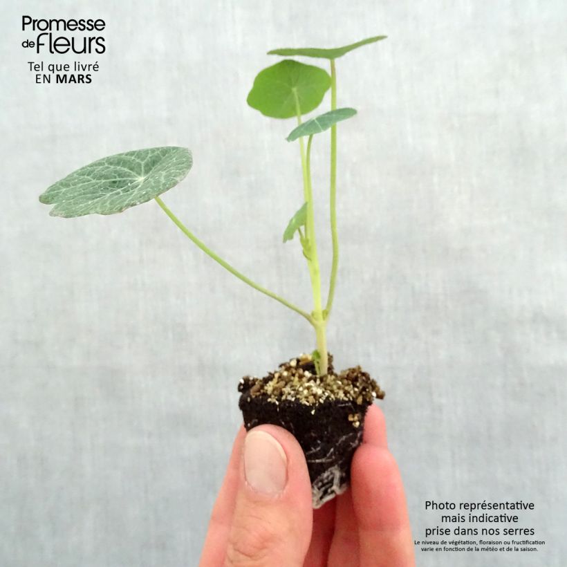 Spécimen de Capucine Baby Orange - Tropaeolum majus Mini-motte 3,5 cm tel que livré au printemps