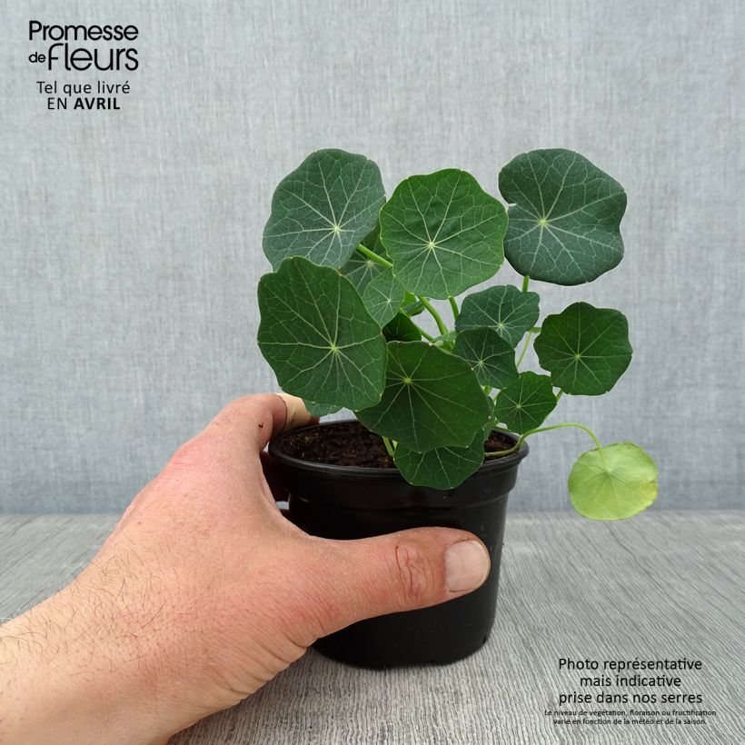 Spécimen de Capucine Baby Rose - Tropaeolum minus - godet de 8/9cm tel que livré au printemps