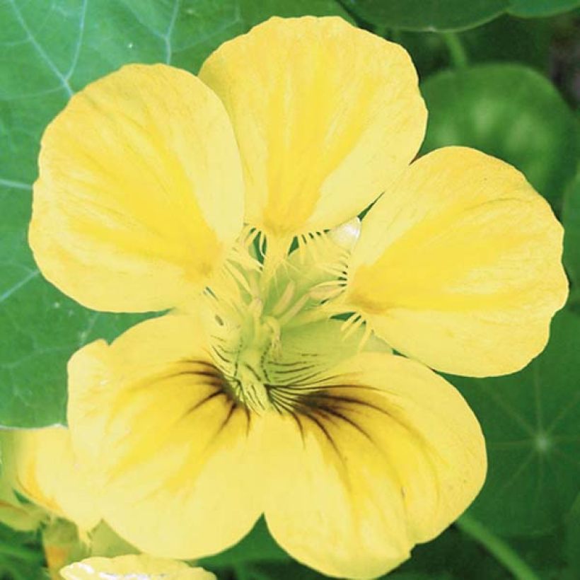 Capucine, Tropaeolum ciliatum (Floraison)