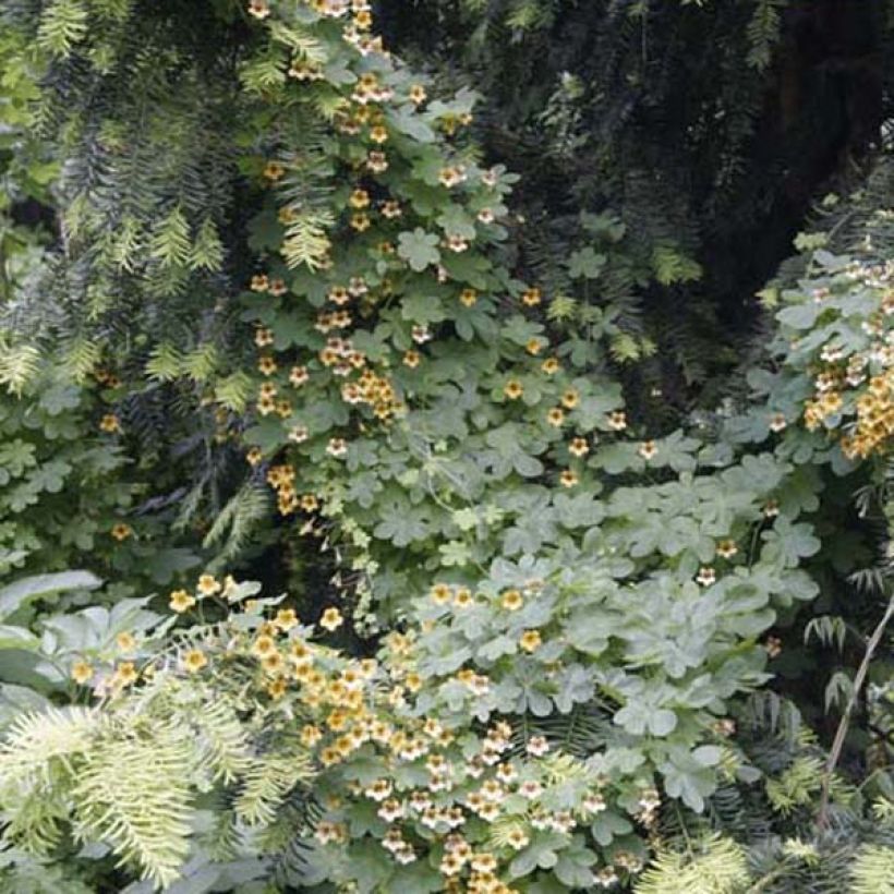 Capucine, Tropaeolum ciliatum (Port)