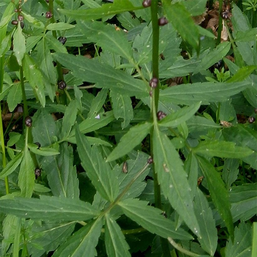 Cardamine bulbifera, Cresson des près (Feuillage)