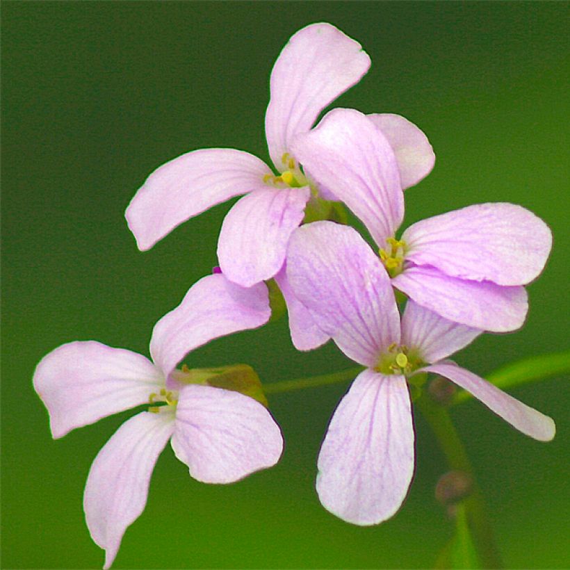 Cardamine bulbifera, Cresson des près (Floraison)