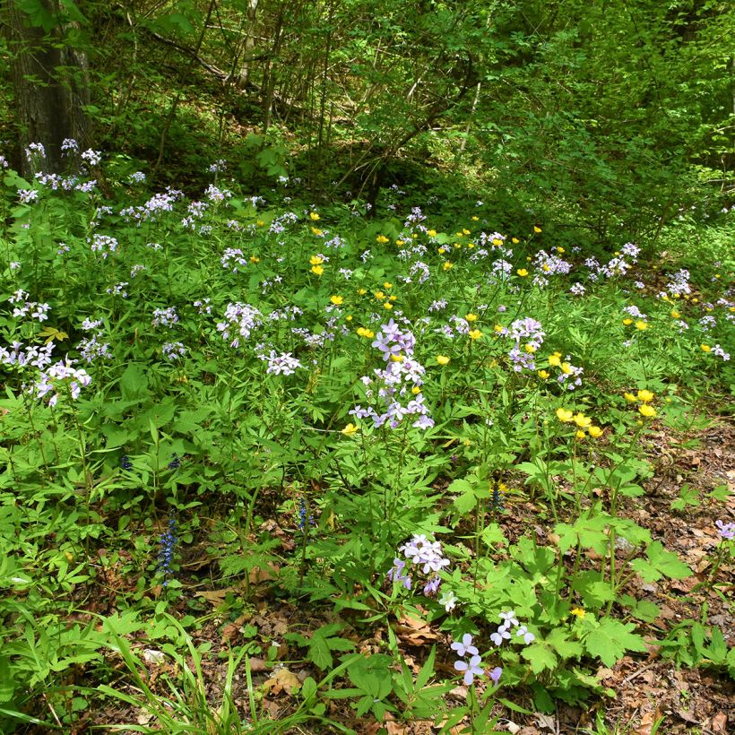 Cardamine bulbifera, Cresson des près (Port)