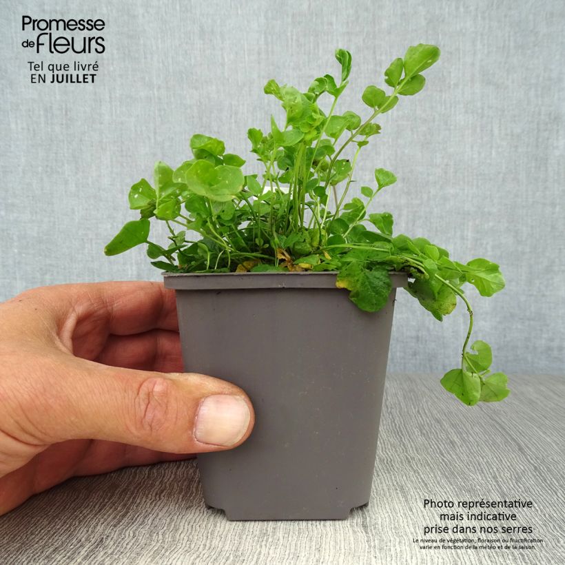 Spécimen de Cardamine des prés, Cresson des prés - Cardamine pratensis Godet de 8/9 cm tel que livré en été