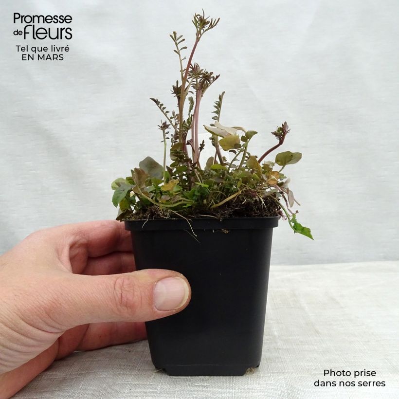 Spécimen de Cardamine des près, Cresson des près - Cardamine pratensis Godet de 9cm tel que livré au printemps