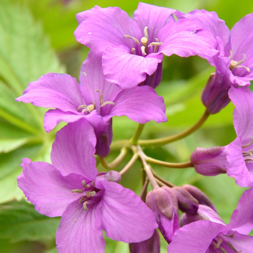 Cardamine pentaphylla, Cresson des près (Floraison)