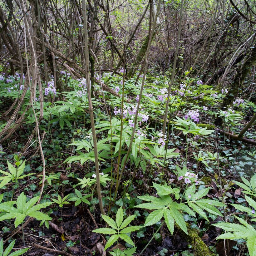 Cardamine pentaphylla, Cresson des près (Port)