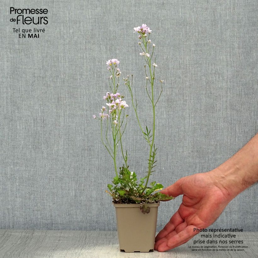 Spécimen de Cardamine pratensis Flore Pleno, Cresson des près Godet de 8/9 cm tel que livré au printemps