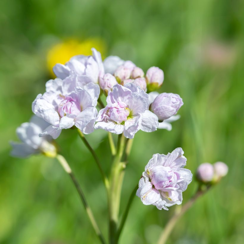 Cardamine pratensis Flore Pleno, Cresson des près (Floraison)