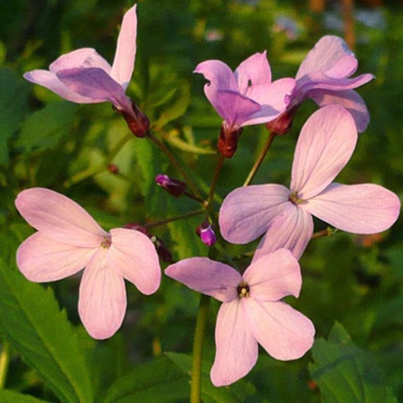 Cardamine quinquefolia - Cresson des près (Floraison)