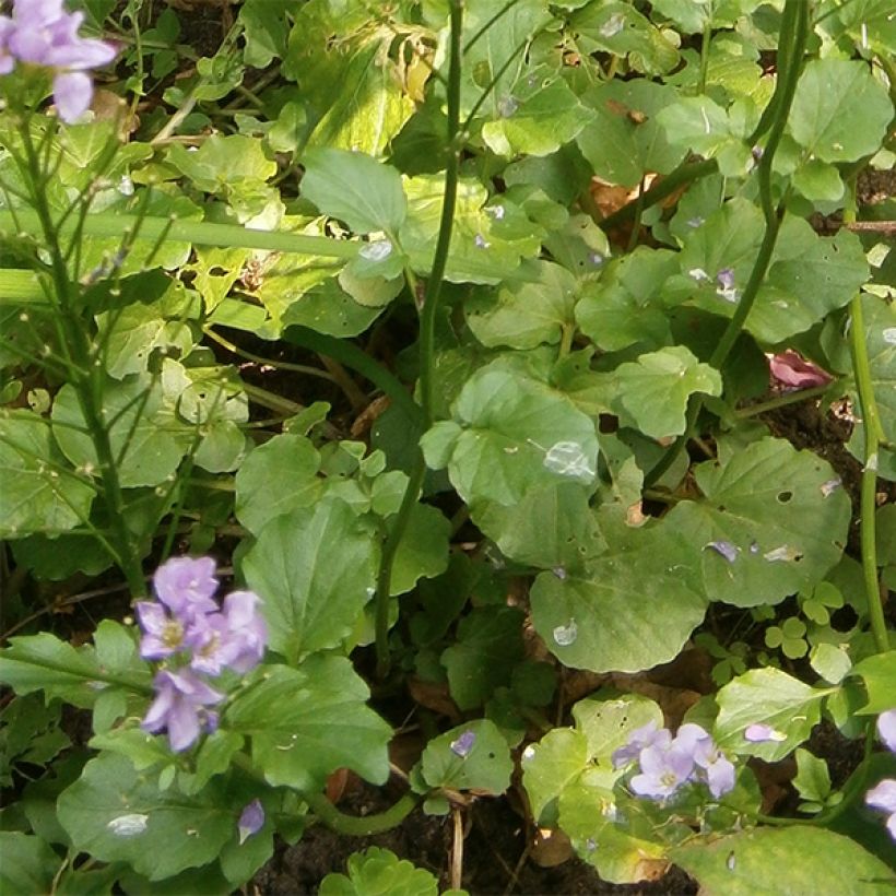 Cardamine raphanifolia, Cresson des près (Feuillage)