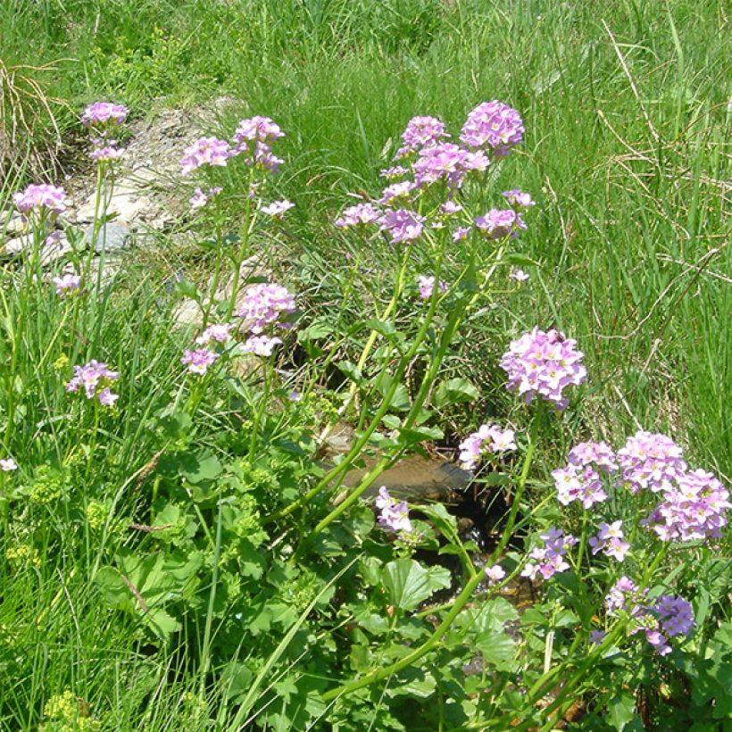 Cardamine raphanifolia, Cresson des près (Floraison)