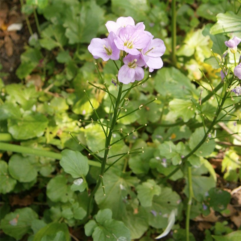 Cardamine raphanifolia, Cresson des près (Port)