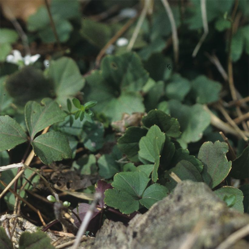 Cardamine trifolia - Cardamine à trois folioles (Feuillage)