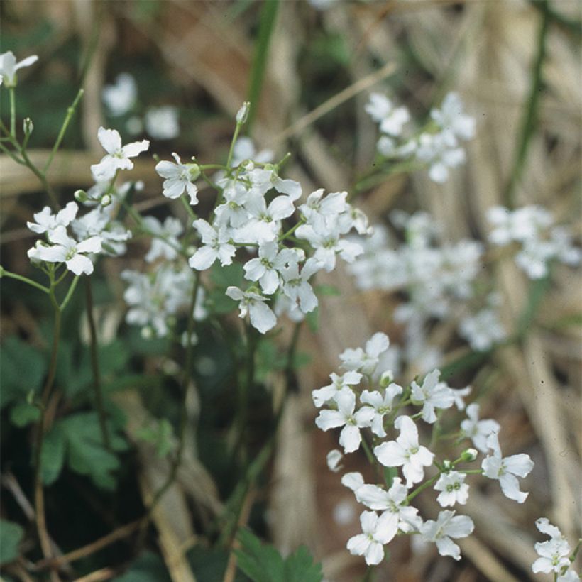 Cardamine trifolia - Cardamine à trois folioles (Floraison)