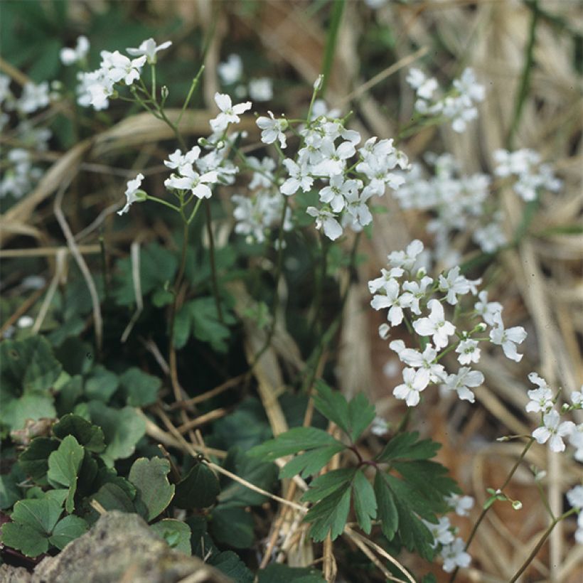 Cardamine trifolia - Cardamine à trois folioles (Port)