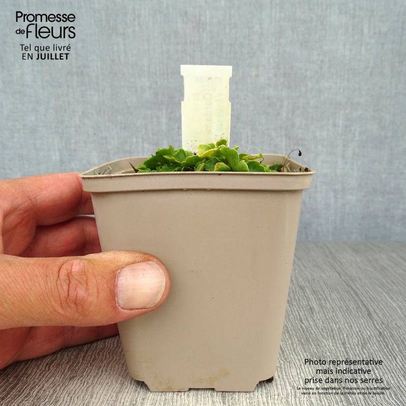 Spécimen de Cardamine trifolia - Cardamine à trois folioles tel que livré en ete