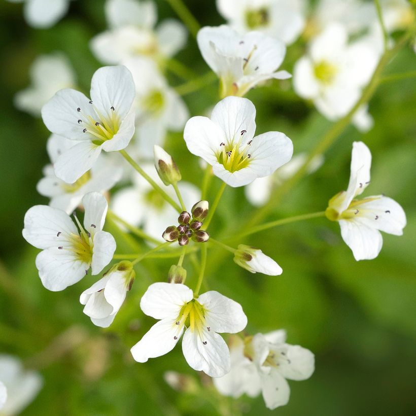 Cardamine yezoensis, Cresson des près (Floraison)