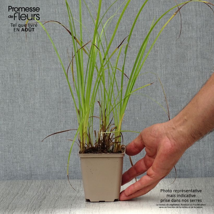 Spécimen de Carex acutiformis - Fausse laîche aigüe Godet de 8/9 cm tel que livré en été