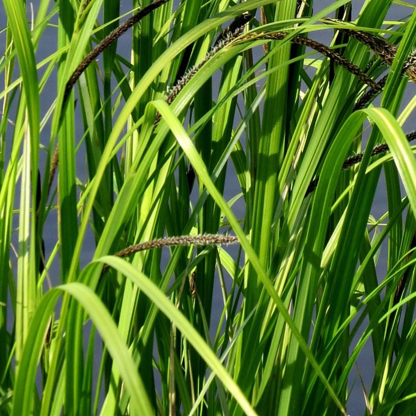 Carex acutiformis - Fausse laîche aigüe (Feuillage)